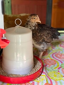 Little Giant 3Lbs Plastic Hanging Poultry Feeder Ideal for Chicks & Baby Quail