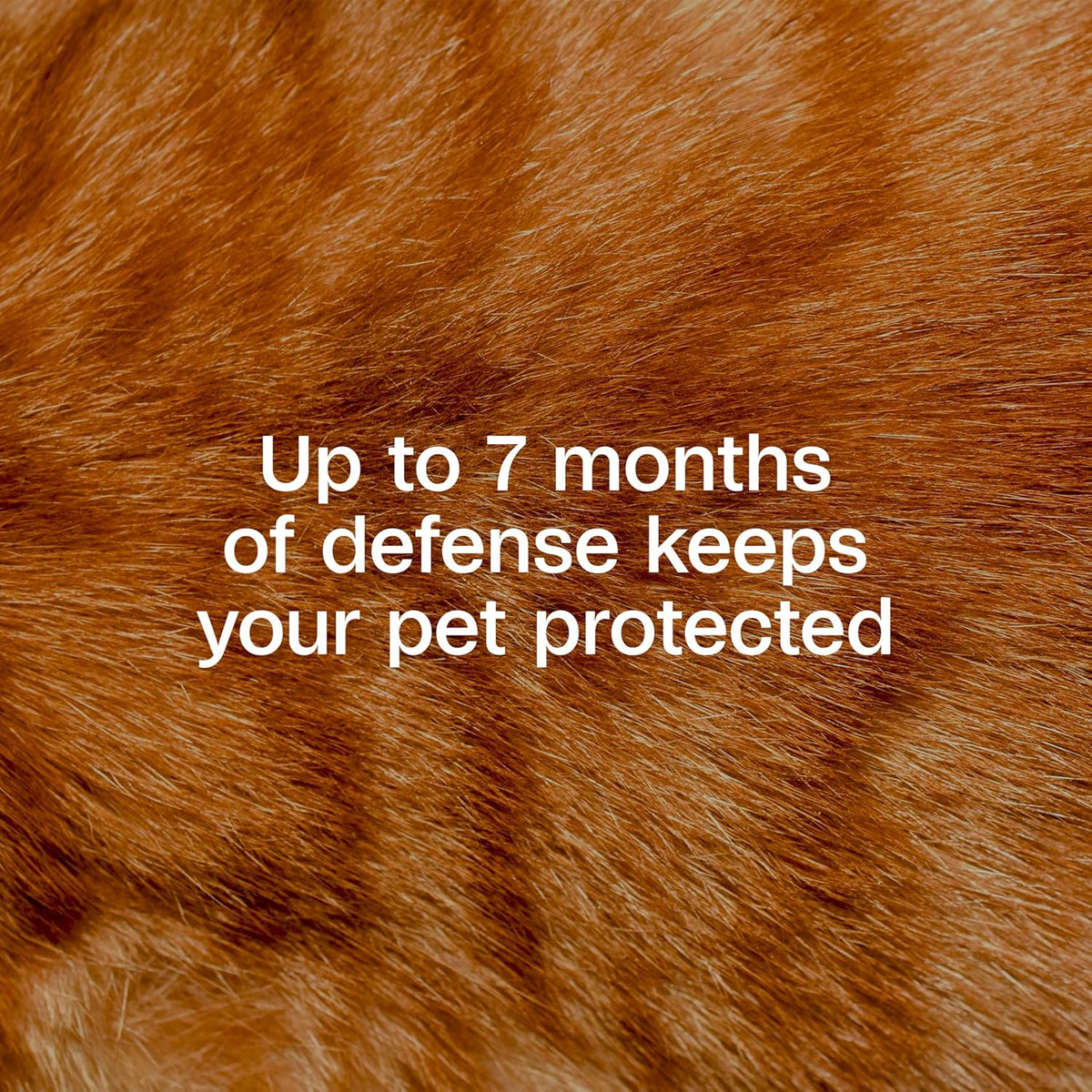 Adams Plus Flea & Tick Collar for Cats Water-Resistant Up to 7 Months Protection 2PCK